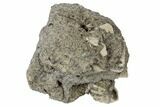 Miocene Gastropod (Epitonium) Fossil - North Carolina #189142-2